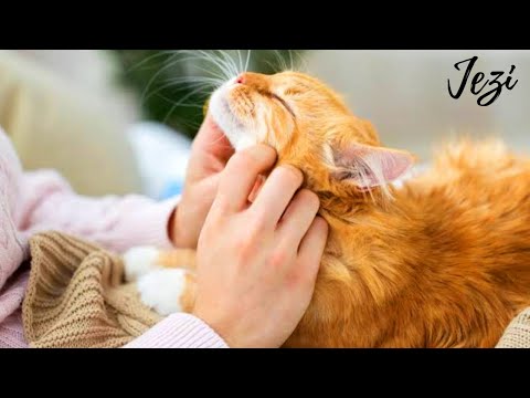 Cats Actually Love Their Owner, Here Are The Proof | Cute Ways Cats Show Their Love For Owner.