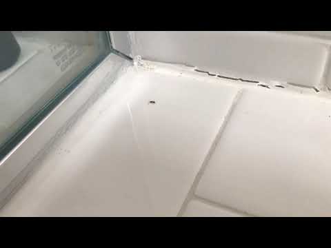 Ants Taking a Bubble Bath in Middletown, NJ