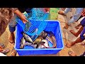 Fresh Fish Catch Cook Curry