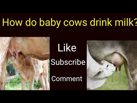 , title : 'How do baby cows drink milk?| Cute cow baby |Ep-3'
