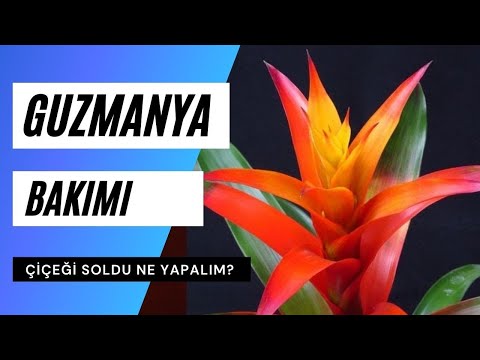 , title : 'Guzmanya bakımı nasıl yapılır? | Guzmanya çiçeği soldu ne yapmalıyım?'