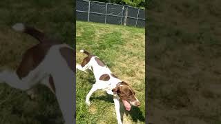 Video preview image #1 Pointer Puppy For Sale in Thomasville, NC, USA
