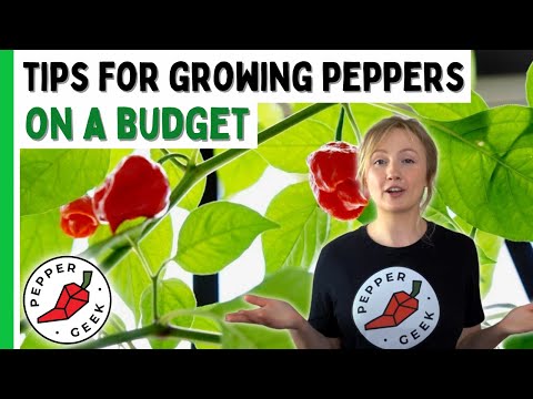 Tips For Growing Peppers On A Budget - Pepper Geek