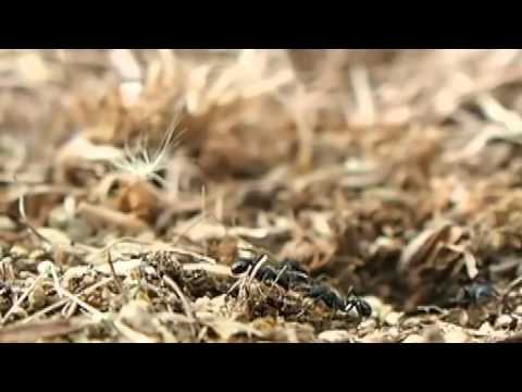 クロナガアリの種集め