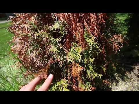 image-What does the term Arbor Vitae translate to?