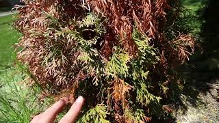 Troubleshooting a Dead Arborvitae in Our Living Fence and Fixing The Problem