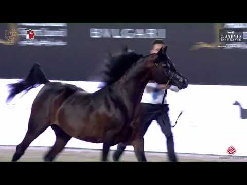 N 227 STAR FARID   Al Shiraa International Arabian Horse Show 2023   Stallions 4+ Years Old Class 6B
