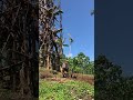 Naghol Land Diving | Part 1 | Vanuatu bungee jumping on Pentecost island #landdiving