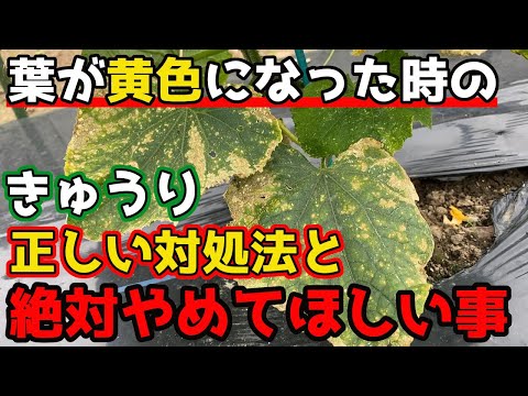 ズッキーニに牛乳は良いのでしょうか？うどんこ病も治りますか？  庭園