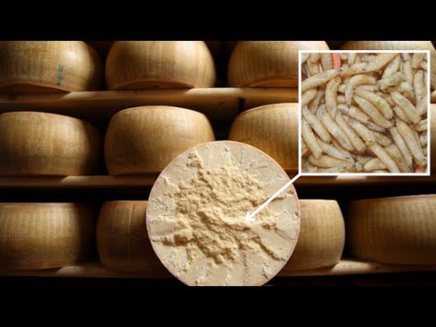Formaggio con vermi vivi! Casu Marzu, una prelibatezza italiana che può uccidere!