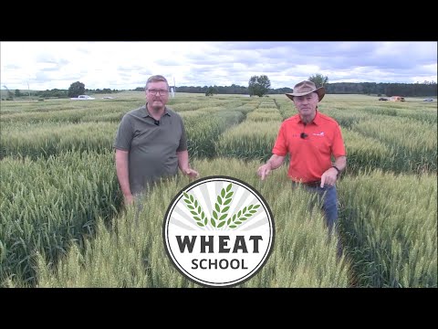 Wheat School: Learning from 2021 winter wheat planting