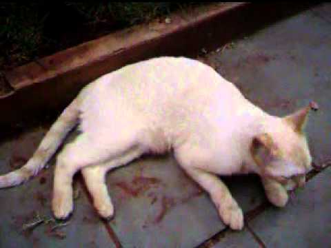 Flanders Selvagem!!!!