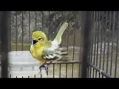 Sirpu Novyj Trend Smotret Onlajn Na Sajte Trendovi Ru