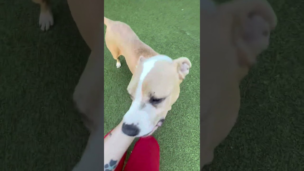 Mildred, a Adoptable American Staffordshire Terrier in Greensboro, NC video 6/6
