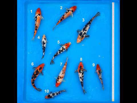 Video pregled koi ribe