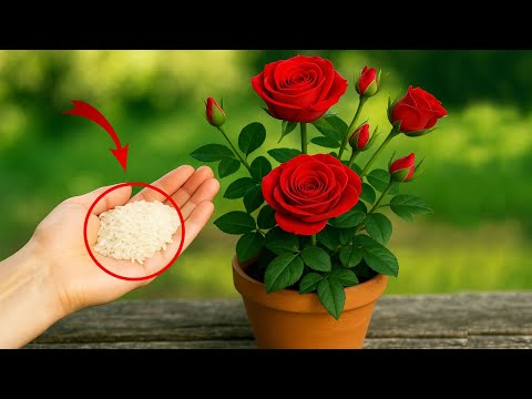 Millions of people don't know this simple method! Roses will root 100 times faster than usual
