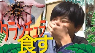 【タランチュラ】虫嫌いが巨大蜘蛛を食べたら放送事故レベルに……。
