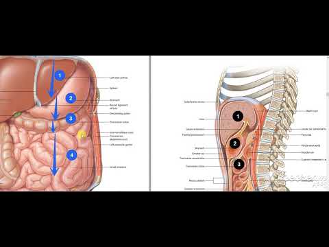Pancreas body relations