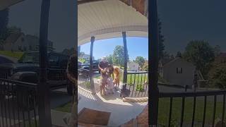 Download lagu Some BTS of bringing Navy Kate home! #shorts #baby #home #siblings #sweet #love mp3 Download lagu Some BTS of bringing Navy Kate home! #shorts #baby #home #siblings #sweet #love mp3