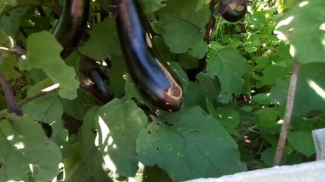 Баклажан Марципан Купить Семена