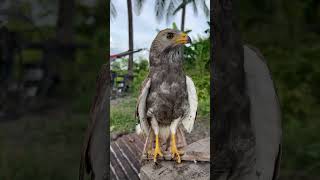 Hawk Sounds to Scare Birds🦅😱#shorts #hawk #birds #eagle #animals #wildlife