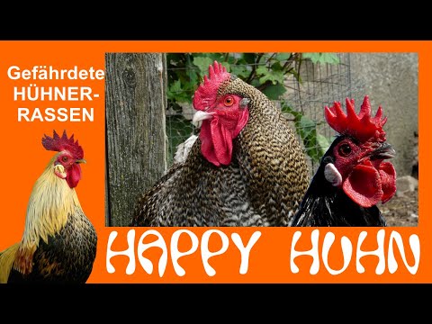 , title : 'E65 Gefährdete Hühnerrassen bei HAPPY HUHN - Erhaltungszucht, Welche Hühner sind bedroht? Rote Liste'