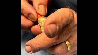 Visual sexing Star Finch