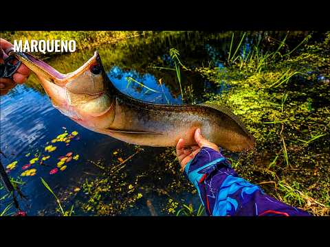 Pescaria UltraLight AM | Ponte Rio Negro, AM-070 e os Lagos Escondidos da Cheia