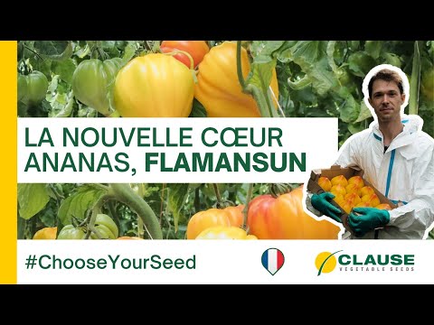 Video: FLAMANSUN F1 (HMC44395)