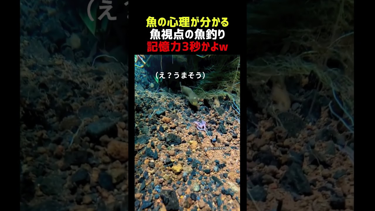 餌を見抜いた魚 3秒後に釣られる