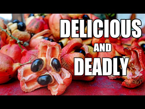 ACKEE Fruit : Trying the Notoriously Delicious Fruit in JAMAICA (& Susumba Fruit Review + Recipe)