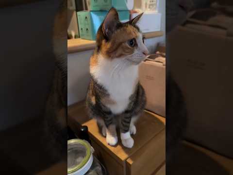 Cutest Pet Moments Ever! #cat #dog #pets