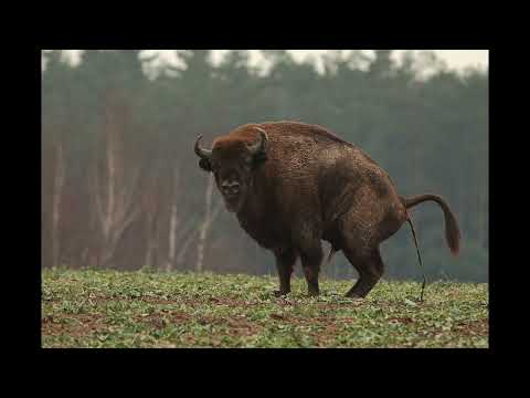 CENABEZSENSU - Restart