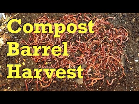 Castings collection & worm haul-out #3 from compost barrel's harvest - vermicompost
