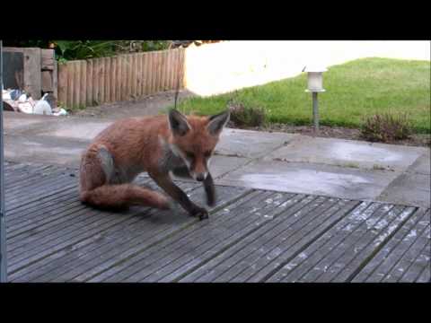 Fox Diary 2011-07-31