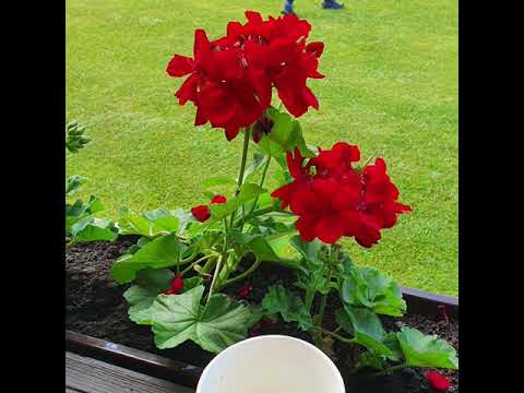 Pensiunea Irina 🌍🇷🇴🇹🇩🌏Bucovina🌍Comuna Vama 🇹🇩🌏