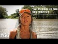 Чак Норрис среди крокодилов // Всё как у зверей #66 Чак Норрис среди крокодилов // Всё как у зверей #66