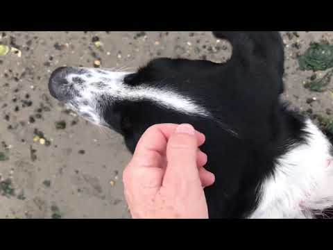 Snoopy, an adopted Border Collie in Long Beach, NY_image-1