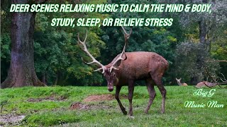 #1 Deer Scenes Relaxing Music To Calm The Mind & Body, Study, Sleep, Or Relieve Stress (2022)