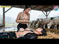 Cunning Secretary Drugs The Chairman But The Lucky One Is The Bold Lady CEO CineDrama