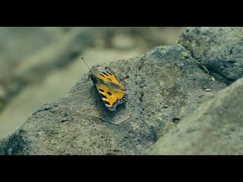 Dizzy Dames - Cape to the Bay (Official Music Video)