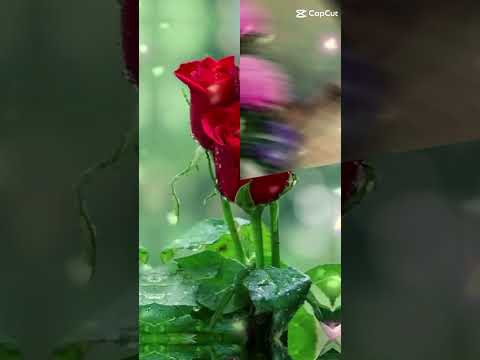 shamima #flowers #viralvideo #subscribe.