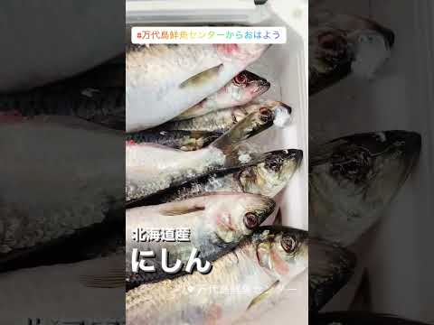 北海道産 にしん #shorts #万代島鮮魚センターからおはよう