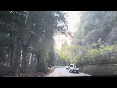 19112023 Diário /Đi chơi cùng mình đến con đường đẹp này nhé #japanlife #japanvlog #japan