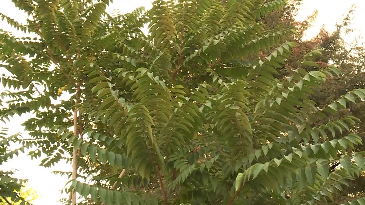 Why is tree of heaven bad? Archive EN