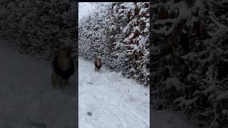 Running in the Snow😃 #doglover #cute #snow  #dogsshort