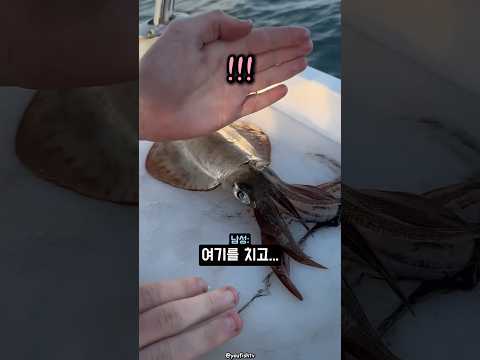 오징어를 가장 인도적으로 손질하는 방법 🦑