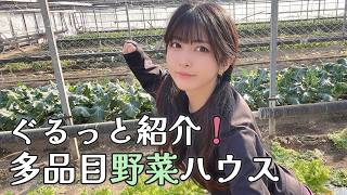 【姉妹農業】~IKE FARM~の多品目栽培ハウスの野菜たち見ていきやあ！もうすぐ冬野菜も終わりかけ🥬#少量多品目 #農家 #家庭菜園