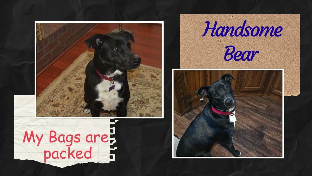 Honey Bear, a Adoptable mixed breed in Cumberland, RI video 5/6