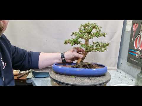 Repotting a fuchsia tree